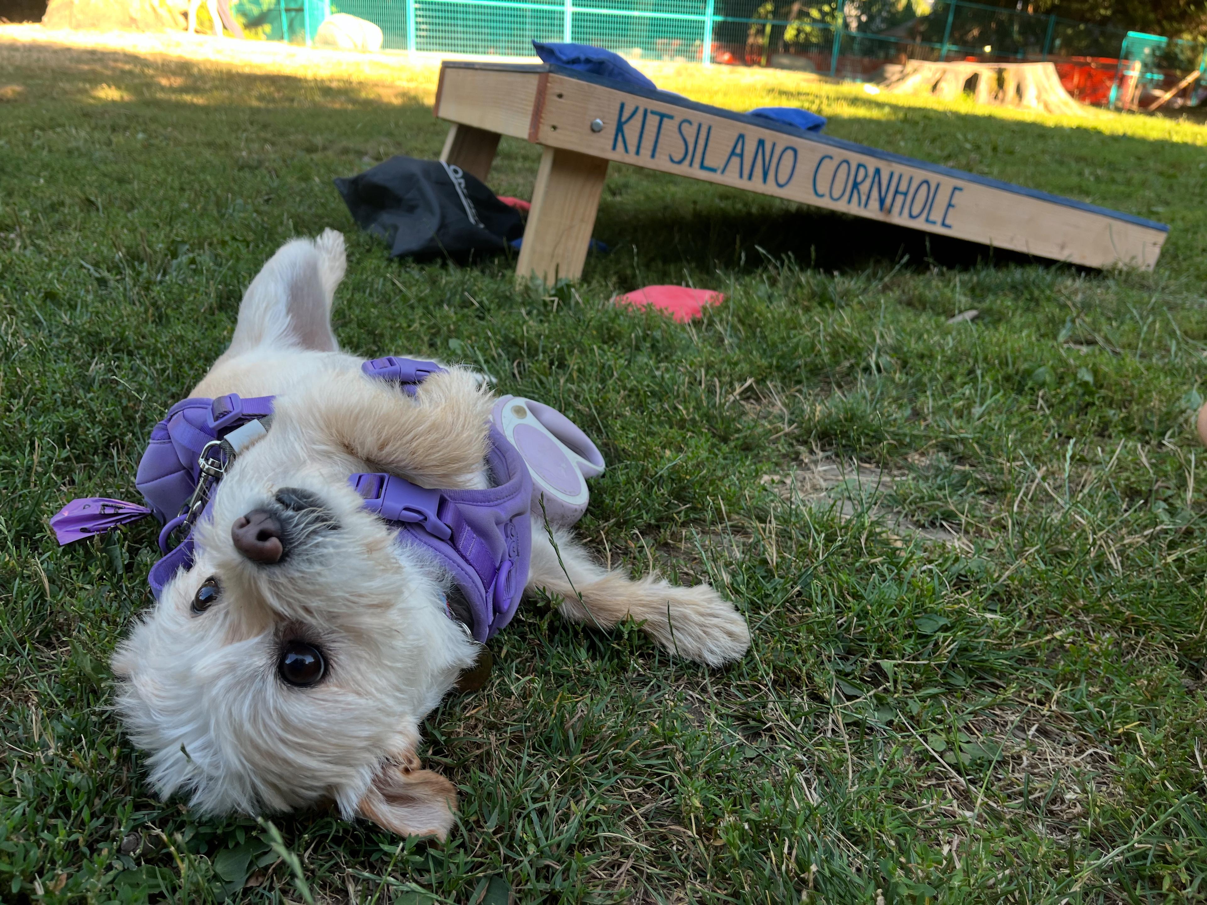 Pucca the dog near cornhole boards